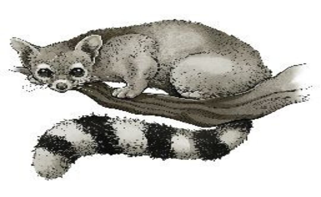 Vecinos de la Zona Metropolitana del Valle de México señalan un alza en los vistamientos de cacomixtles.. Ilustración: Iván Vargas/El Universal