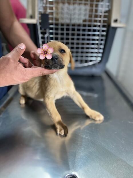 Conoce a “Cobija”, la cachorra que sobrevivió a la calle y ahora busca hogar