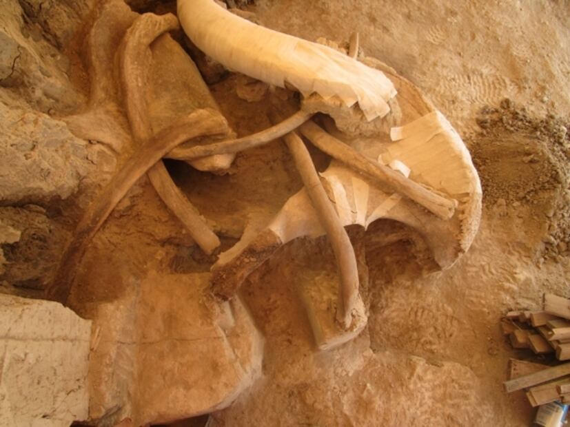 Encuentran en Tultepec primera trampa de mamut en el mundo
