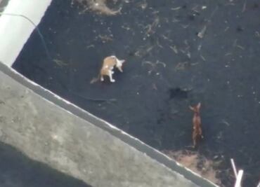 “Los perros están bien”: grupo asegura que rescató a los animales atrapados en La Palma