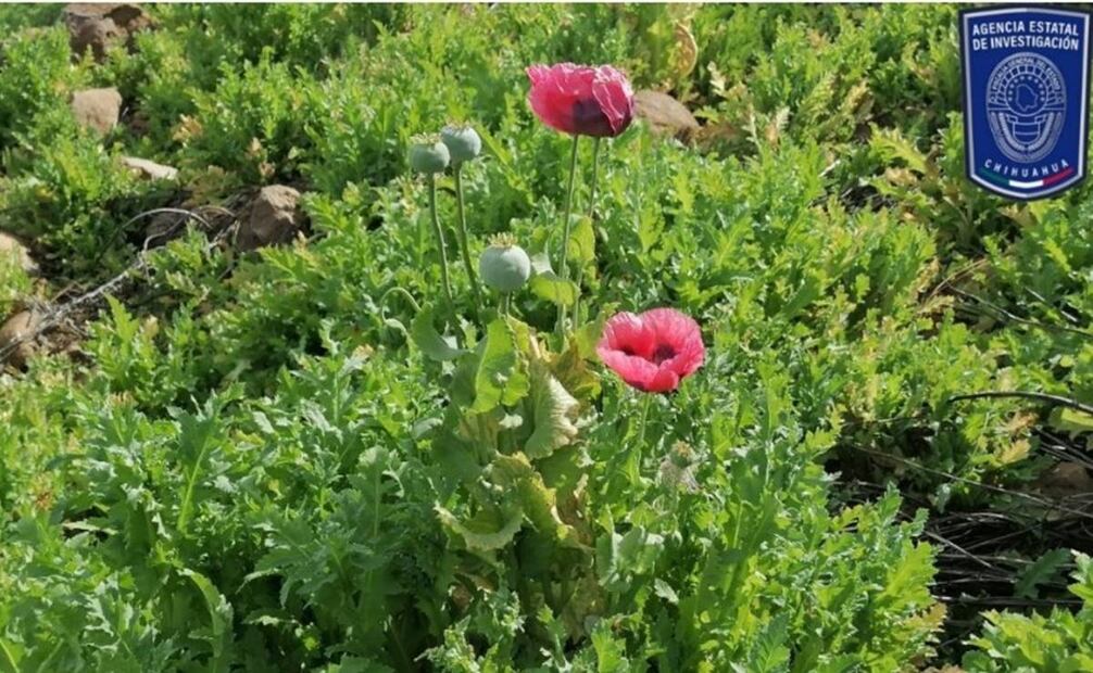 Plantíos de amapola en Guadalupe y Calvo, Chihuahua. Foto: Especial