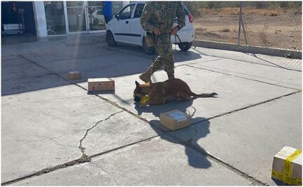 Despliegan operativo en aeropuerto de La Paz, BCS; aseguran 3 paquetes con presunta droga