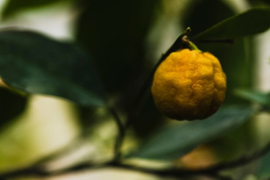 Un cítrico muy nutritivo. Fuente: Freepik