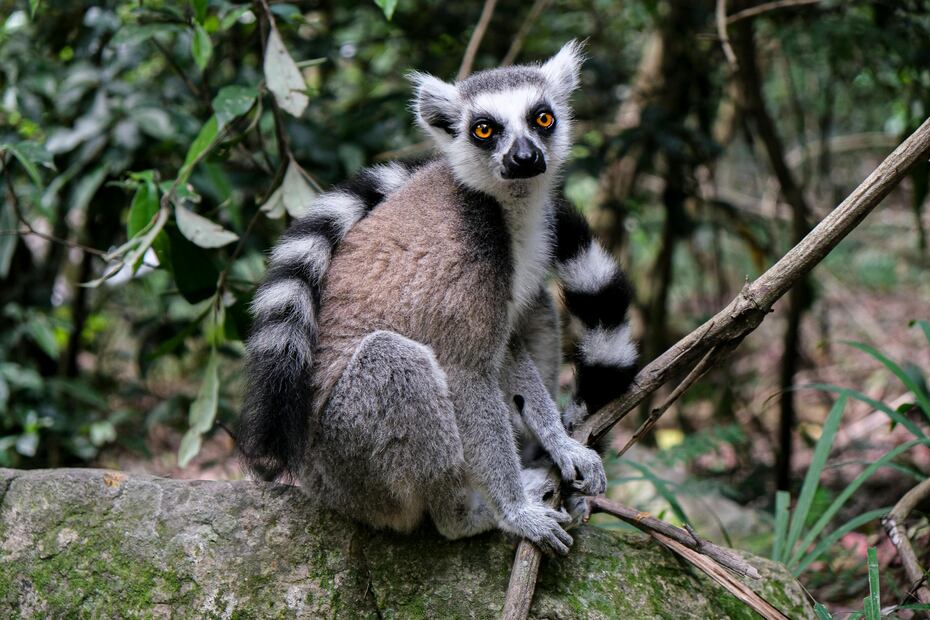 Realiza turismo ecológico entre jirafas, lémures y rinocerontes. Foto: Pexels / Magda Ehlers