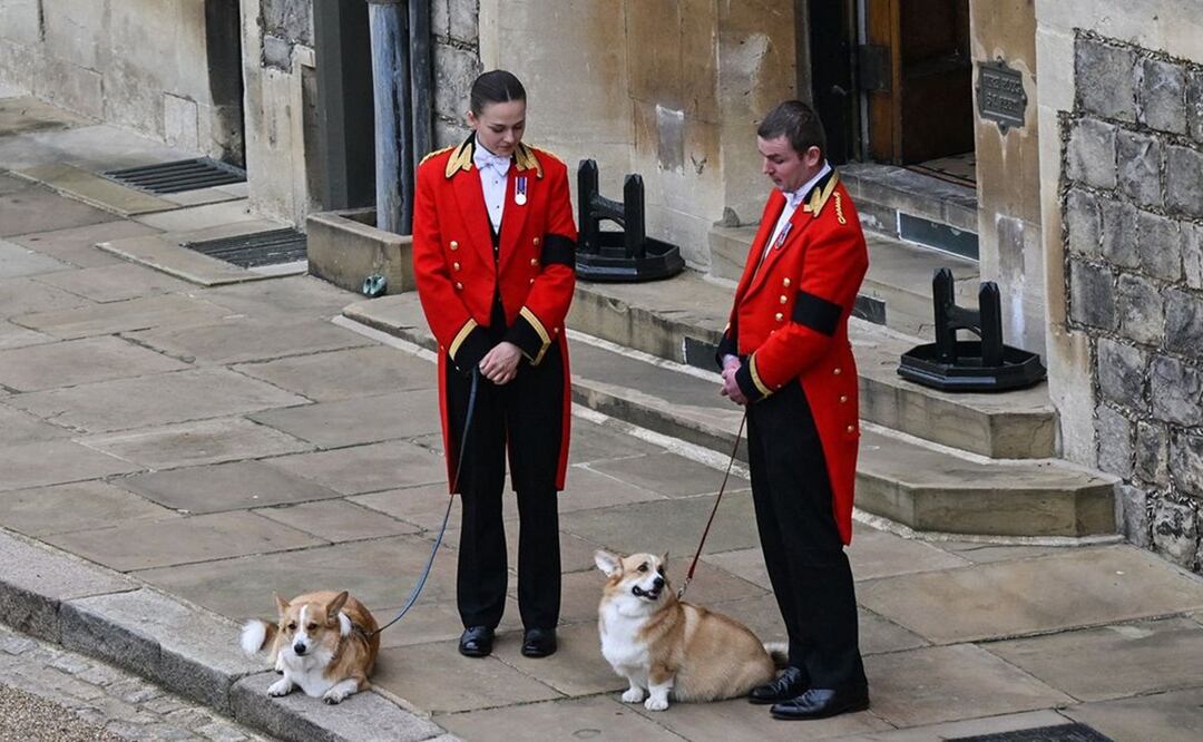 Perros corgi de la fallecida reina Isabel II. Foto: AFP