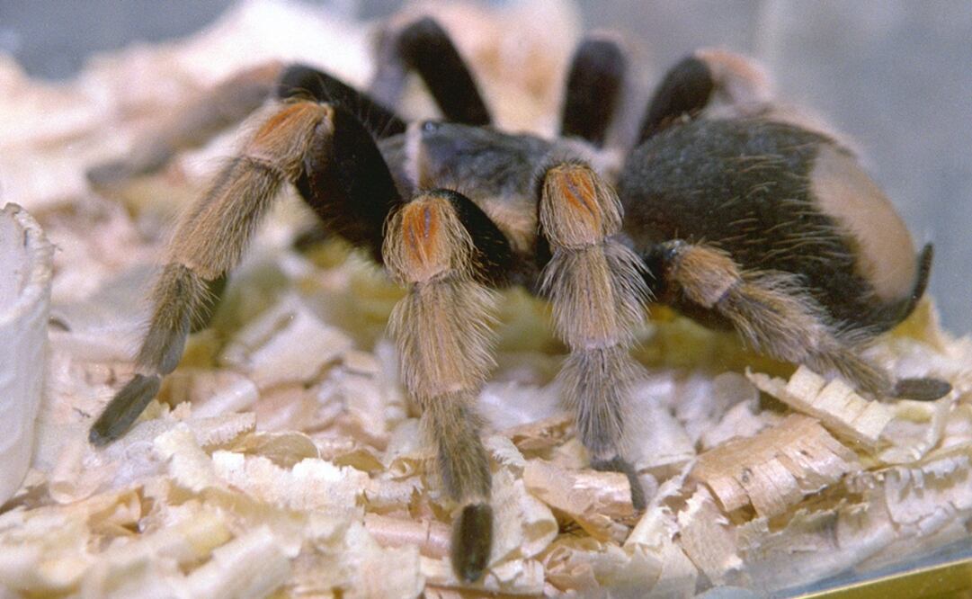 (FOTO:Archivo/EL UNIVERSAL)