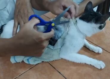 VIDEO: Encuentran a gato con droga en cárcel de Costa Rica; felino tenía pegados paquetes al cuerpo
