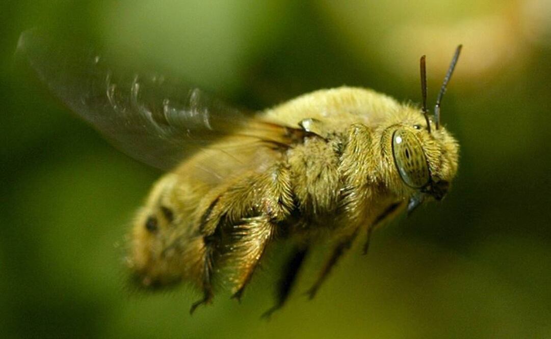 Las lenguas son aproximadamente un cuarto más cortas. Foto: Archivo