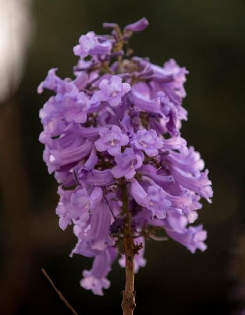 ¿Amas las jacarandas? Este mapa te dice dónde verlas en CDMX