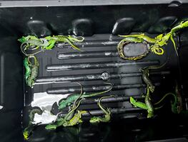 Profepa detiene a traficante internacional de animales; sujeto quería transportar ilegalmente 299 reptiles a Japón