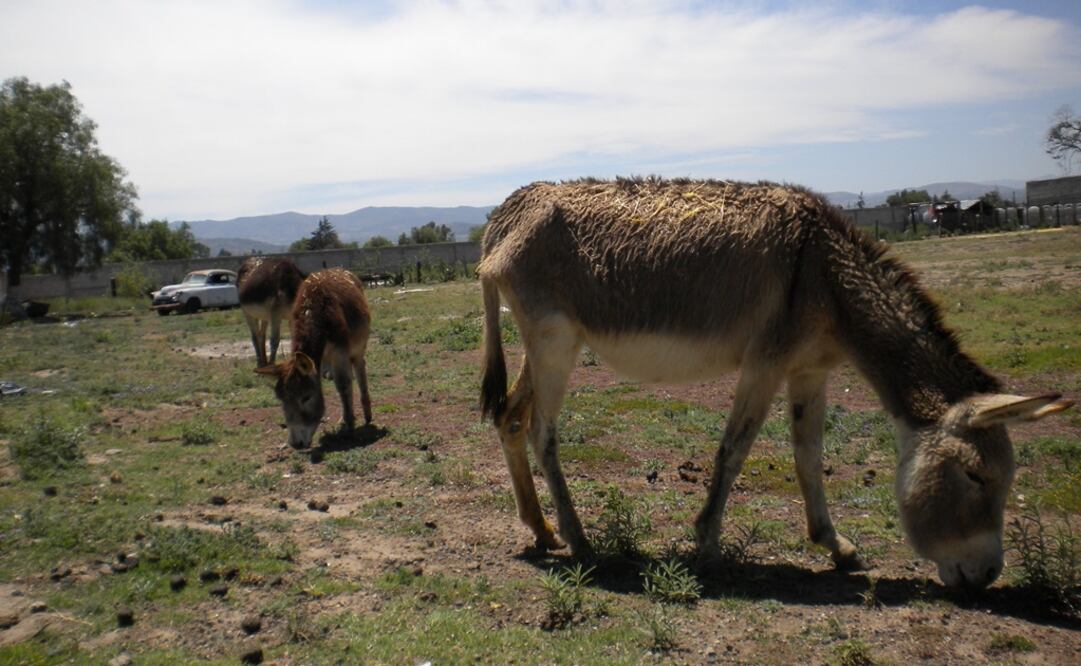 Santuario de burros. FOTO: Emilio Fernández Román