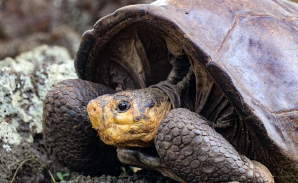 Encuentran tortuga en Galápagos que se creía extinta hace más de 100 años