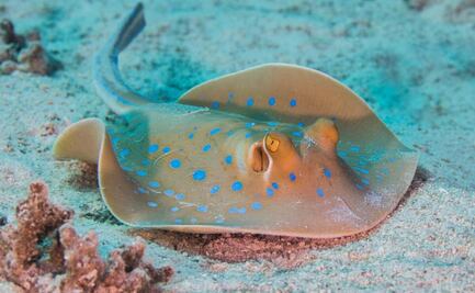 Conoce los tipos de rayas venenosas que existen; esto dice biólogo