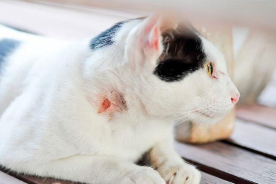 Las costras de los gatos pueden aparecer por diversas razones. Fuente: Freepik.