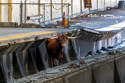 VIDEO: Un toro salta a las vías y retrasa los trenes entre Nueva York y Nueva Jersey