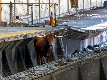 VIDEO: Un toro salta a las vías y retrasa los trenes entre Nueva York y Nueva Jersey