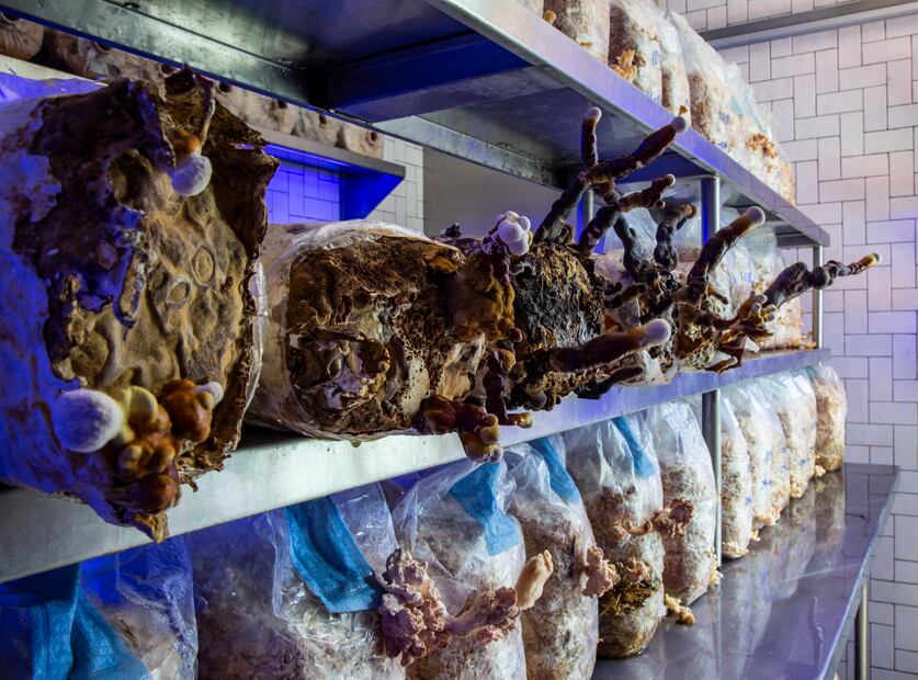 Hongos en cámara de cultivo.