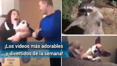 ¡Los videos más adorables y divertidos de la semana!