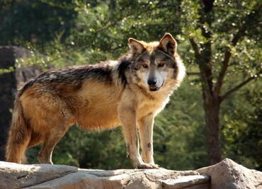 WWF and Raúl Jiménez work together to save the Mexican wolf