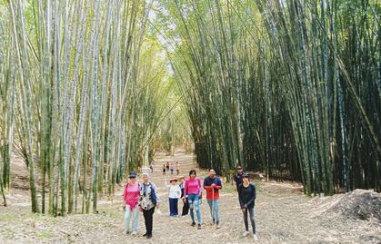 Visita el bosque de bambú en un pueblo mágico de Puebla