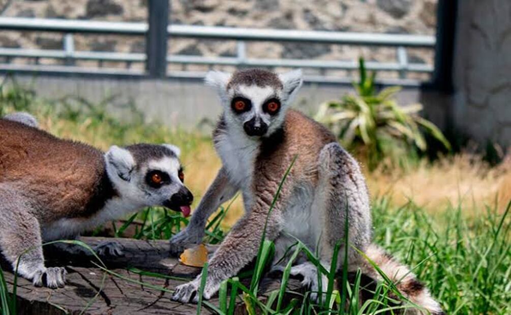 Alimento en hielo para prevenir golpes de calor en las especies animales del Zoológico de Zacango. Foto: Especial