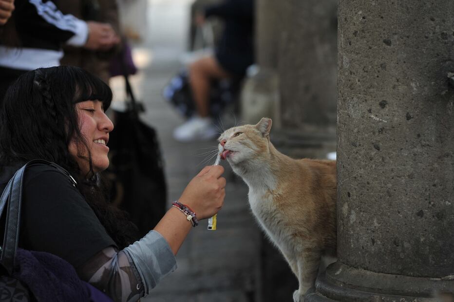 Catacumberitos. Foto: X @CulturaCiudadMx