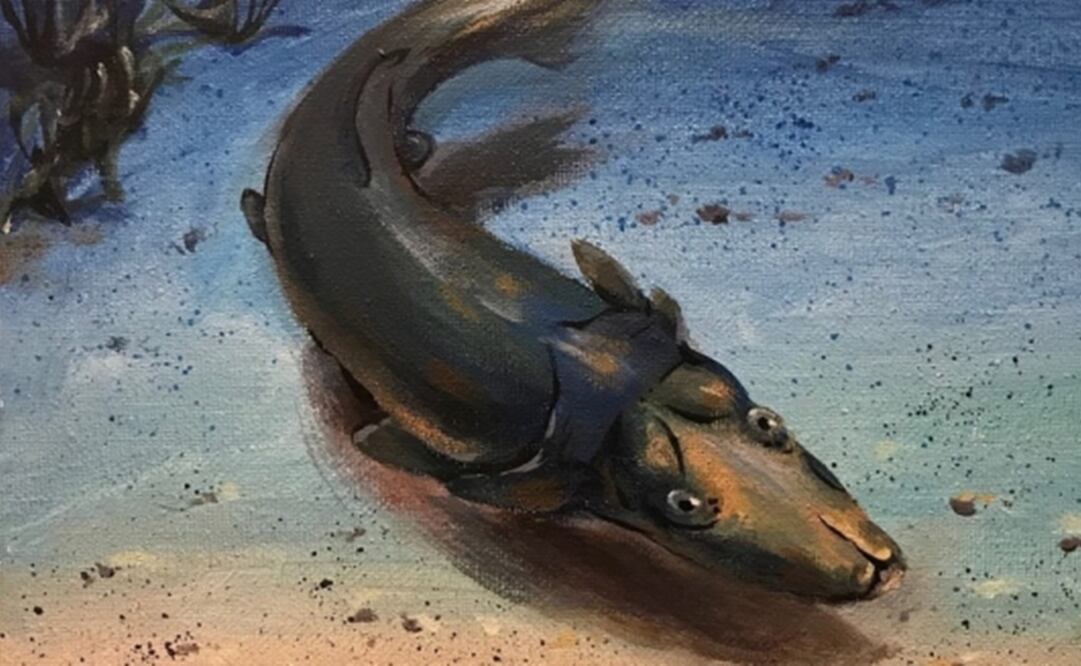 La reconstrucción del Brindabellaspis. Foto: Universidad de Flinders