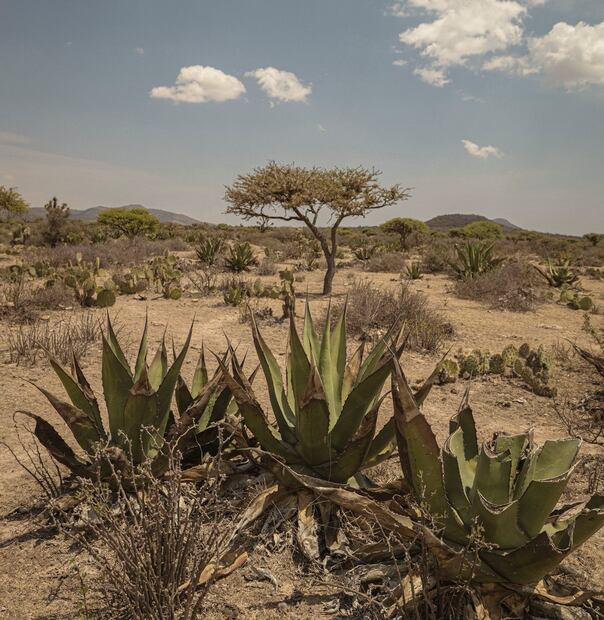 Salmero, el mezcal del Altiplano potosino. Foto: Cortesía Alejandro Maafs