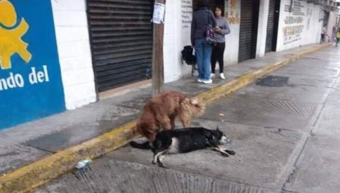 FOTO: Especial/ EL UNIVERSAL/