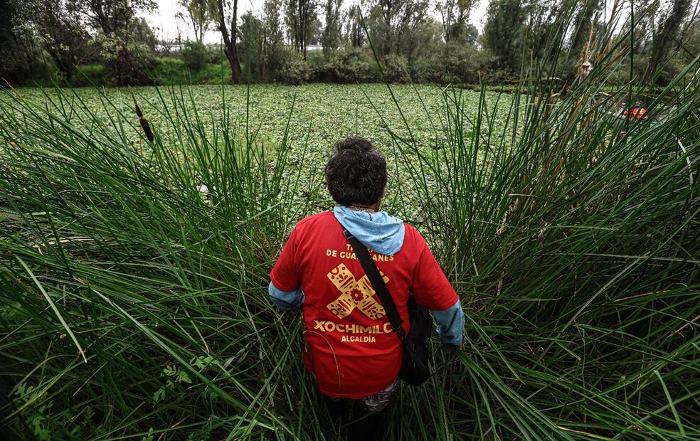 Integrantes de la brigada Cuidadores del Medio Ambiente realizan labores de limpieza de lirio acuático en el canal Japón de la zona lacustre de la alcaldía Xochimilco, en la Ciudad de México, el jueves 26 de junio de 2025. Foto: Gabriel Pano/EL UNIVERSAL