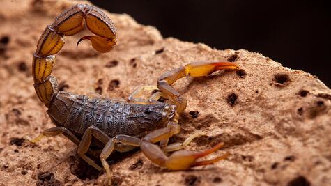 ¿Alacranes mortales?: Su veneno ahora podría salvar muchas vidas
