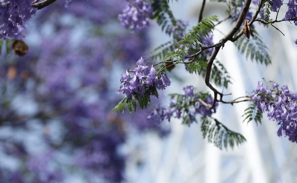 Jacarandas invitan a turistas a visitar la CDMX (09/04/2025). Foto: Fernanda Rojas / EL UNIVERSAL