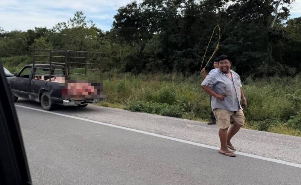 Vuelca camión con cerdos en Mérida–Izamal; hay rapiña y movilización policiaca
Foto: Especial.