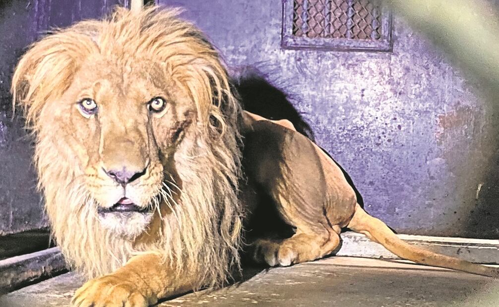 De acuerdo con expertos en crimen organizado, los grandes felinos son los preferidos por los narcos, pues les da una especie de poder, Foto: Especial