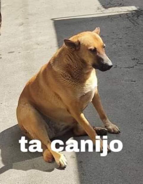 Cheempe. Foto: Redes sociales