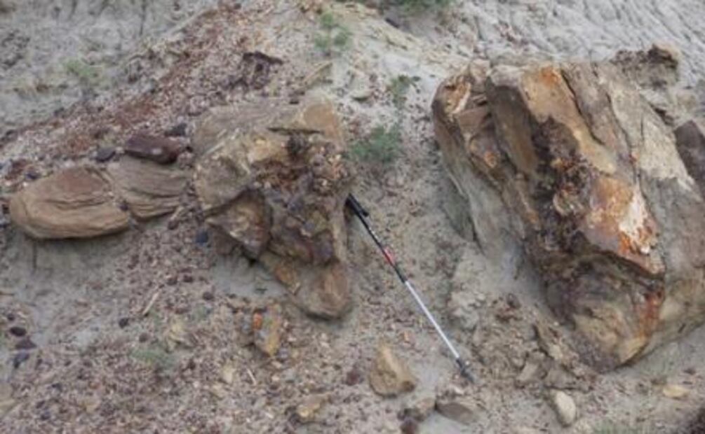 Encuentran el cráneo más grande de un Tyrannosaurus rex