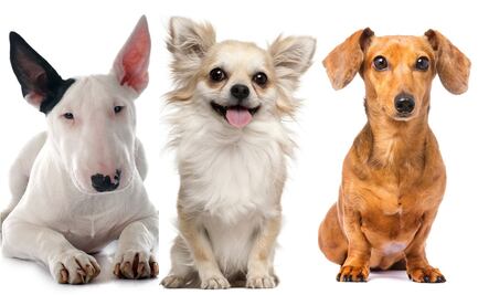 Los perros también "lloran" de alegría