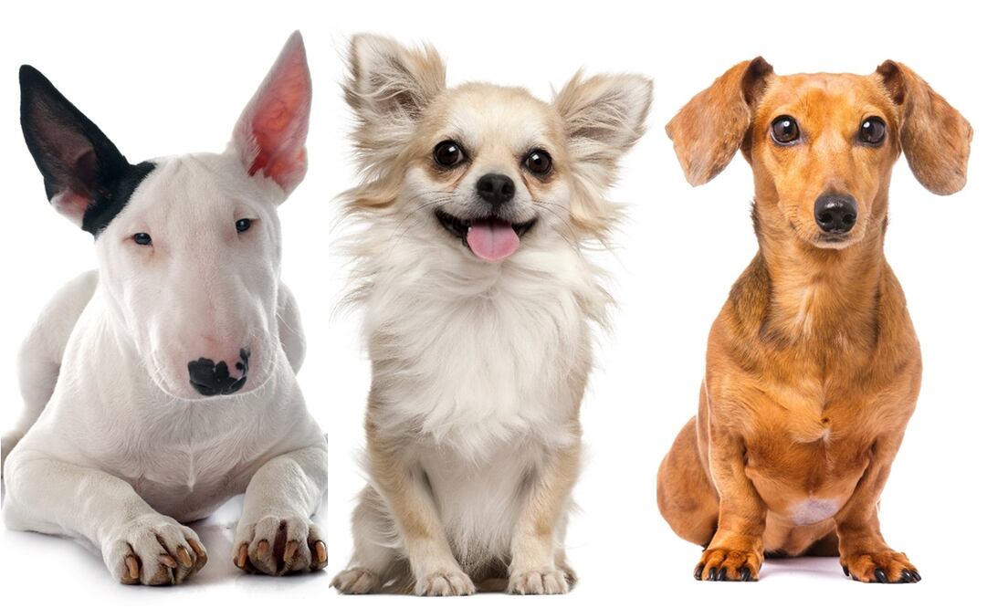 Foto: El Universal, archivo