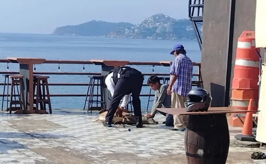 Un venado cola blanca se fugó durante la mañana del pasado sábado 20 de diciembre de las instalaciones del Club de Golf de Acapulco. Foto: Especial