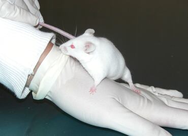 Una proteína del cordón umbilical regenera el cerebro envejecido