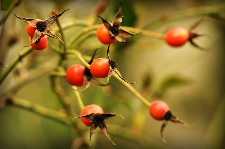 Rosa mosqueta. Fuente: Pixabay