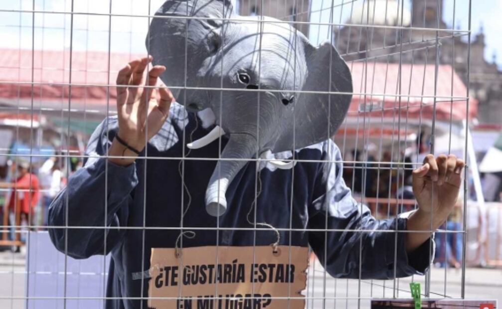 Manifestantes piden que elefanta Ely sea trasladada del Zoológico de Aragón a un santuario
