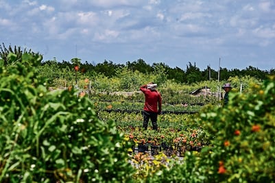 Ven posible pérdida de mano de obra en Florida
