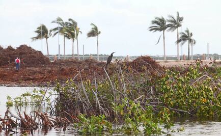 Se pueden hacer desarrollos respetando el mangle: Calderón