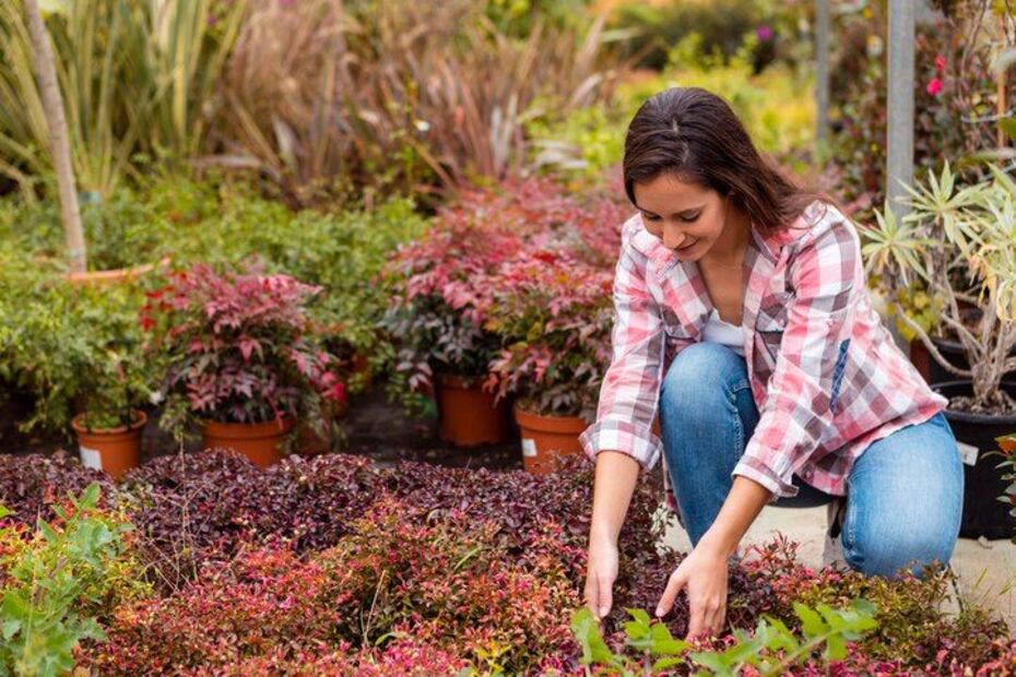 Las plantas, continúan desafiando nuestras percepciones y ofrecen pistas para el futuro. Fuente: Freepik.