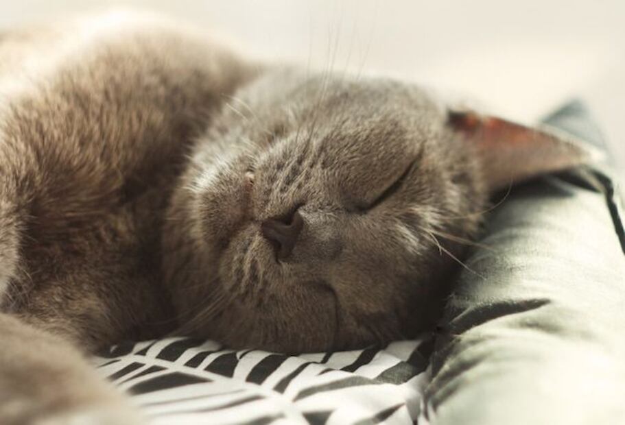 Al igual que los humanos, los gatos pasan por diferentes fases de sueño. Fuente: Freepik.