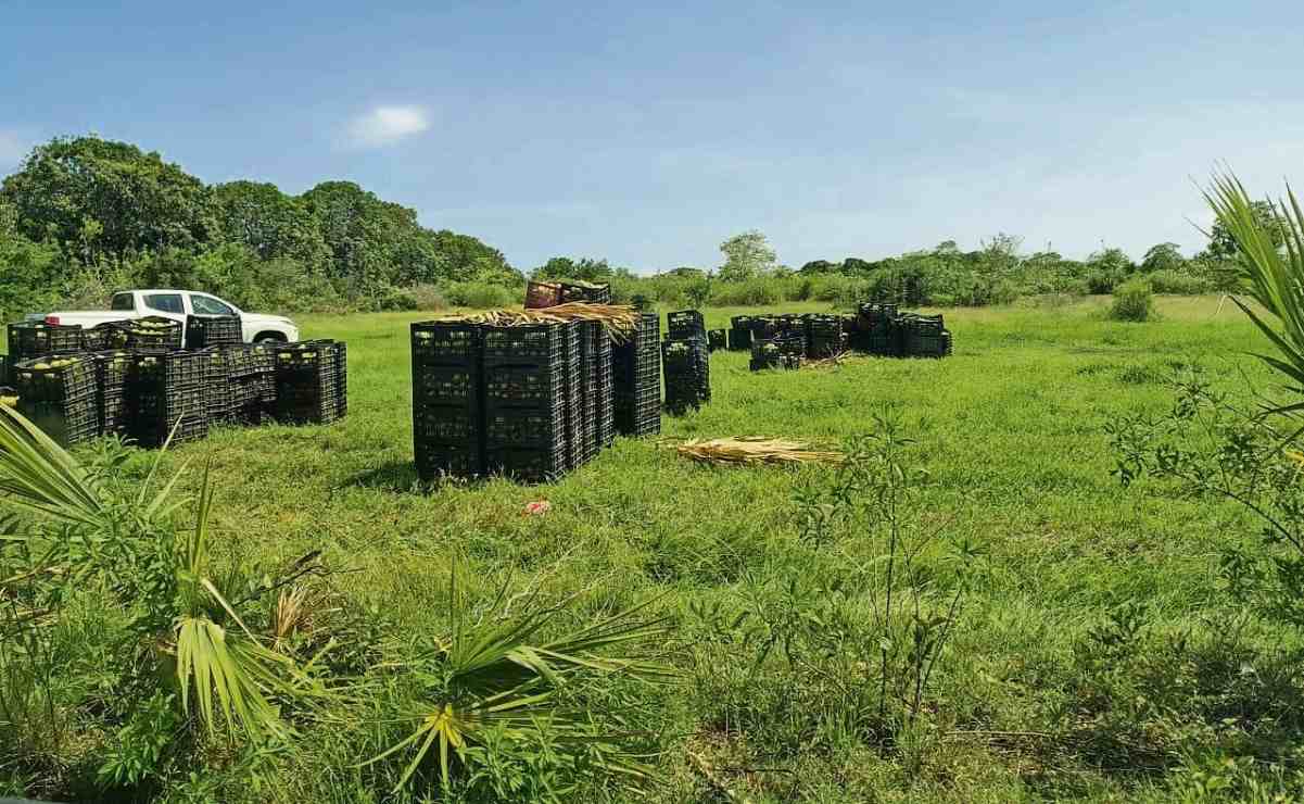 Del mango de tercera que se quedó tras el robo, la Secretaría de Marina reportó que hubo una ganancia de sólo 5 mil pesos para la empresa. Foto: Especial