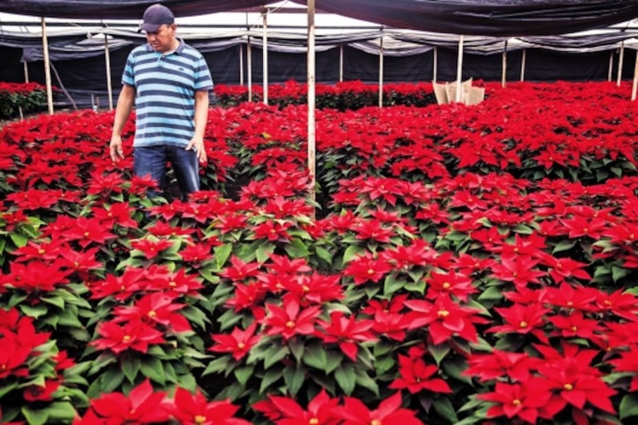 Xochimilco: posada, tour navideño y comida en una chinampa