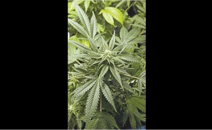 Detienen a mujer con 83 kilos de presunta marihuana en la CDMX