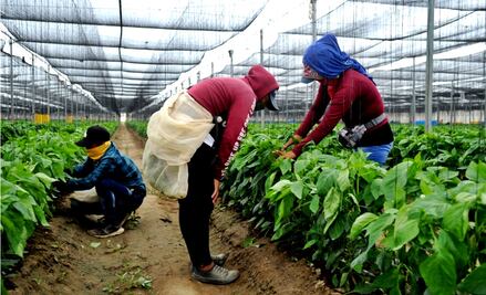 Ofrece INEA programas de alfabetización a más de 94 mil trabajadores del campo